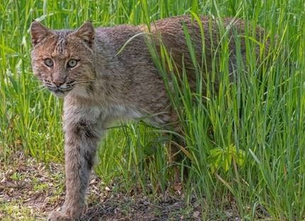 Native Bobcat