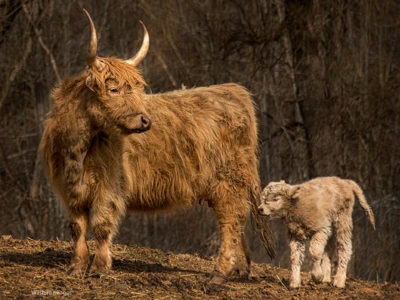 Scottish Highland calf “Cloud” with mom at Hawk Hill Farm.