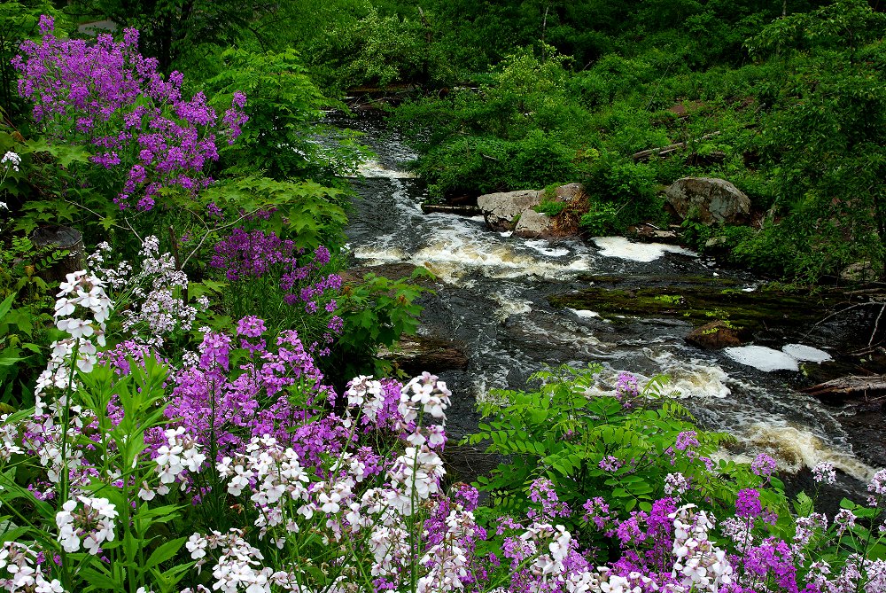 Griffin Brook - Merritt Preserve