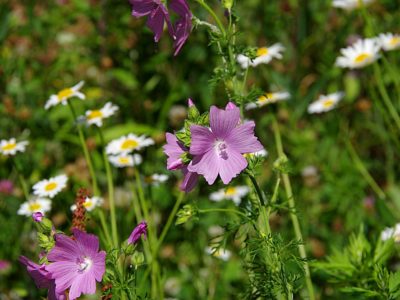 Wildflowers in Evans Family Meadows.