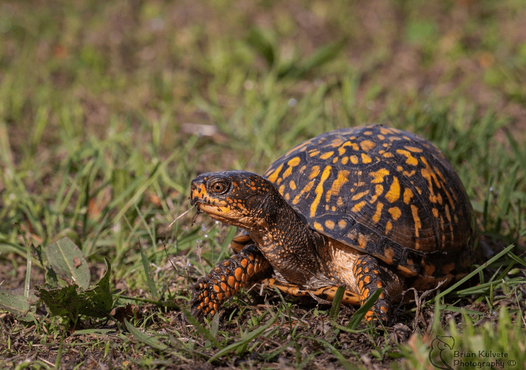 Eastern Box Turtle