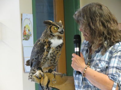 Oscar the Great Horned Owl