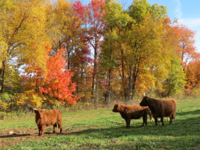 Scottish Highland Cattle at Hawk Hill Farm.