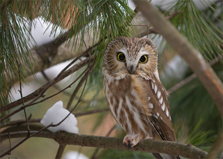 Northern Saw-Whet Owl
