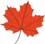 Graphic image of a sugar maple tree leaf