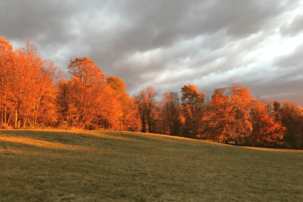 View of deciduous trees across meadow during peak autumn colors