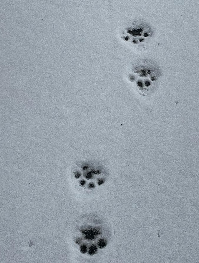 bobcat footprints in snow