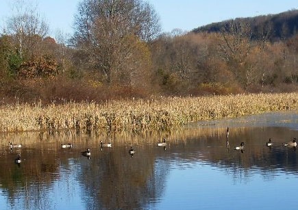 Griffin Marsh in Fall