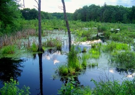 Griffin Marsh in Summer